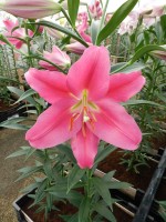 [5141 Ofuna 16 ST No01.JPG]